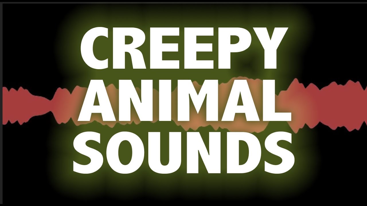 Creepy animal noise &mdash; What the heck IS this?