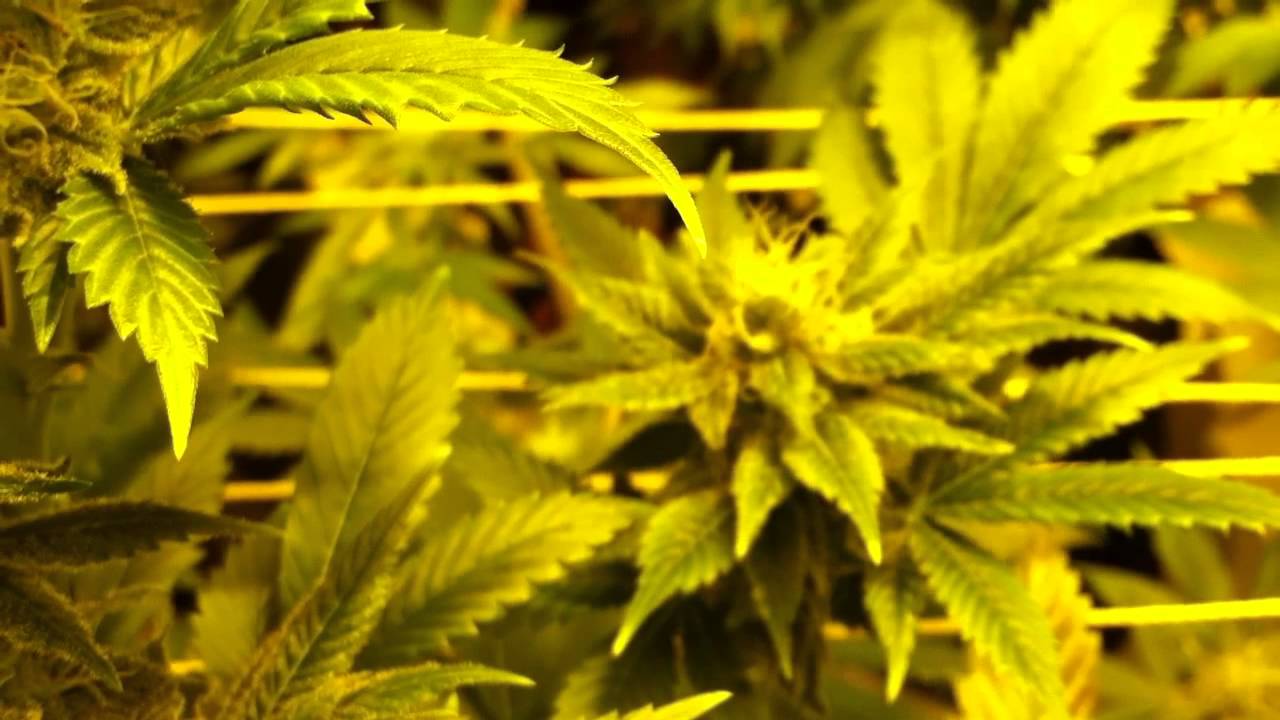 LaPlata Labs - White Voodoo Flower Update