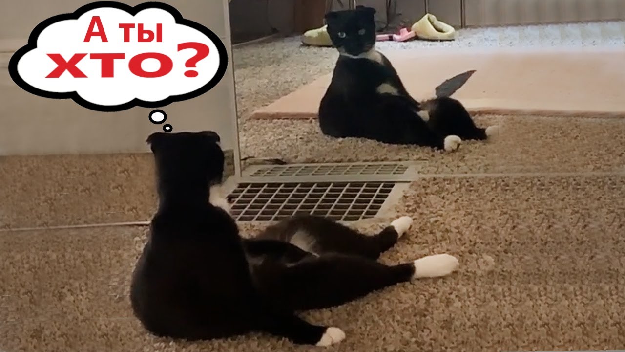 Приколы с котами! С ОЗВУЧКОЙ! Смешные коты - Самые смешные животные #139
