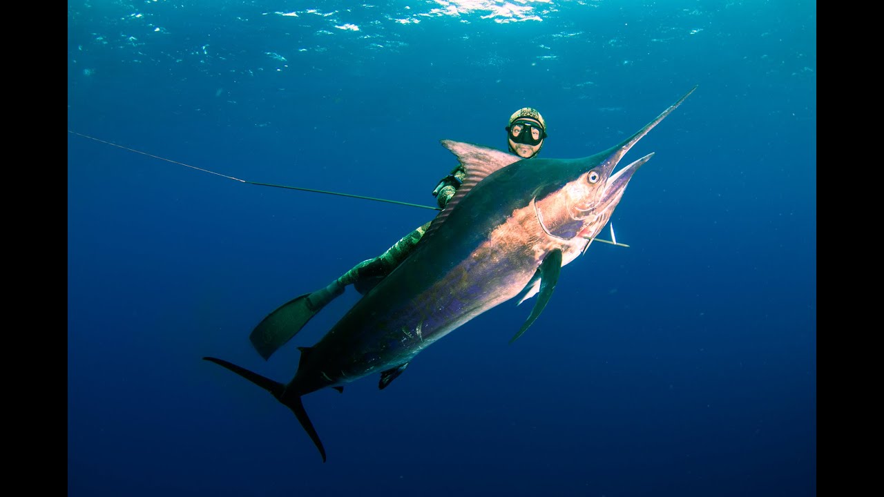 Spearfishing Madagascar & Mozambique with MJK