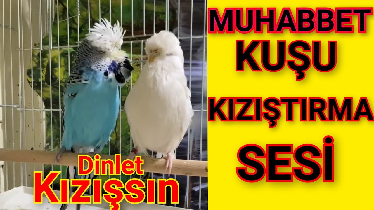 muhabbet kuşu kızıştırma sesi / muhabbet kuşu sesi / muhabbet kuşu çiftleşme sesi