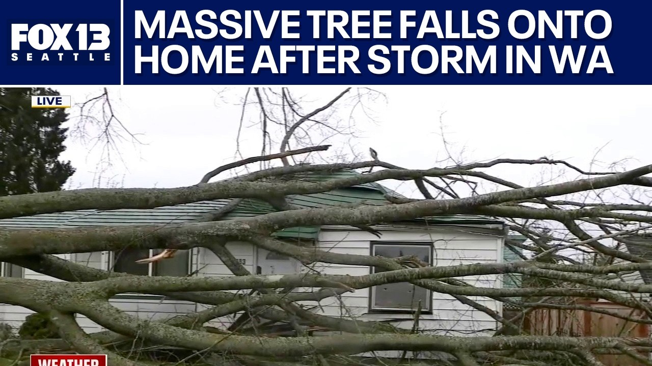 Large tree falls onto home in Everett, WA