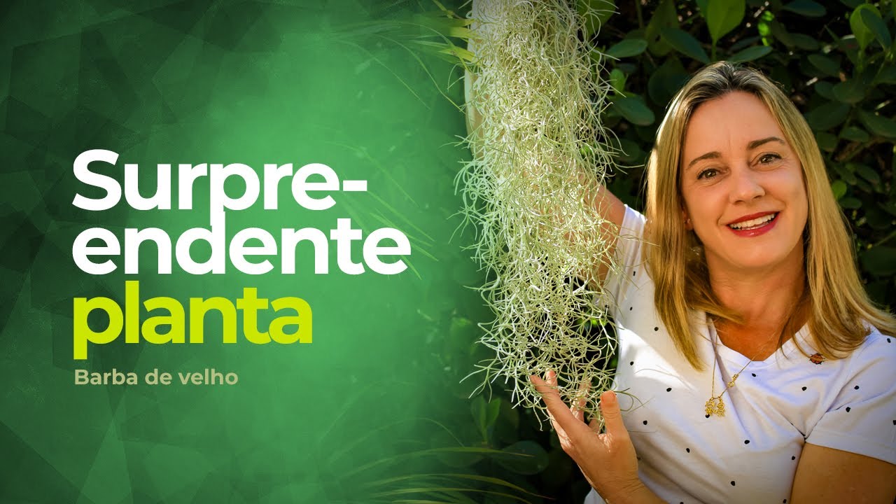 Conheça a SURPREENDENTE planta BARBA DE VELHO