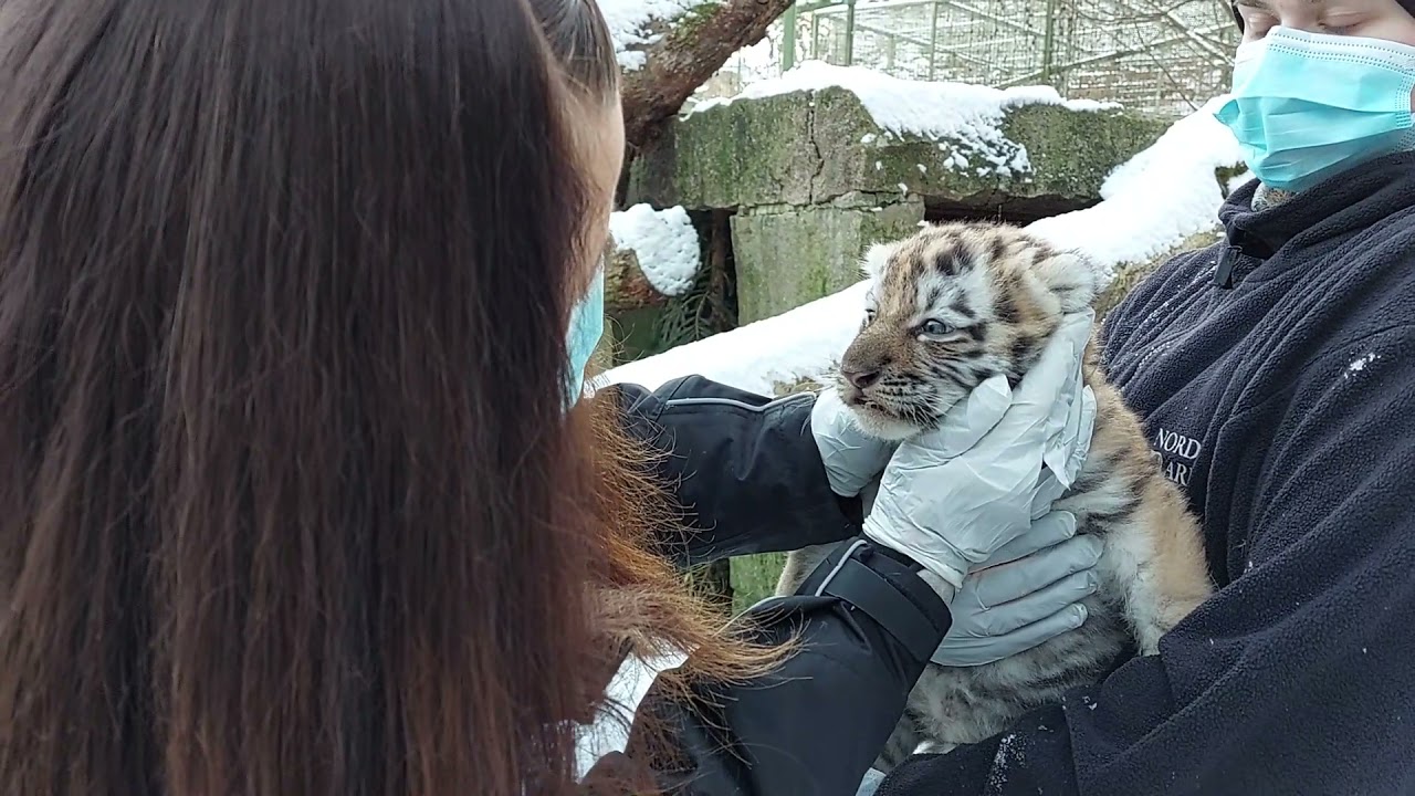 Checking up on the amur tiger cub at Nordens Ark