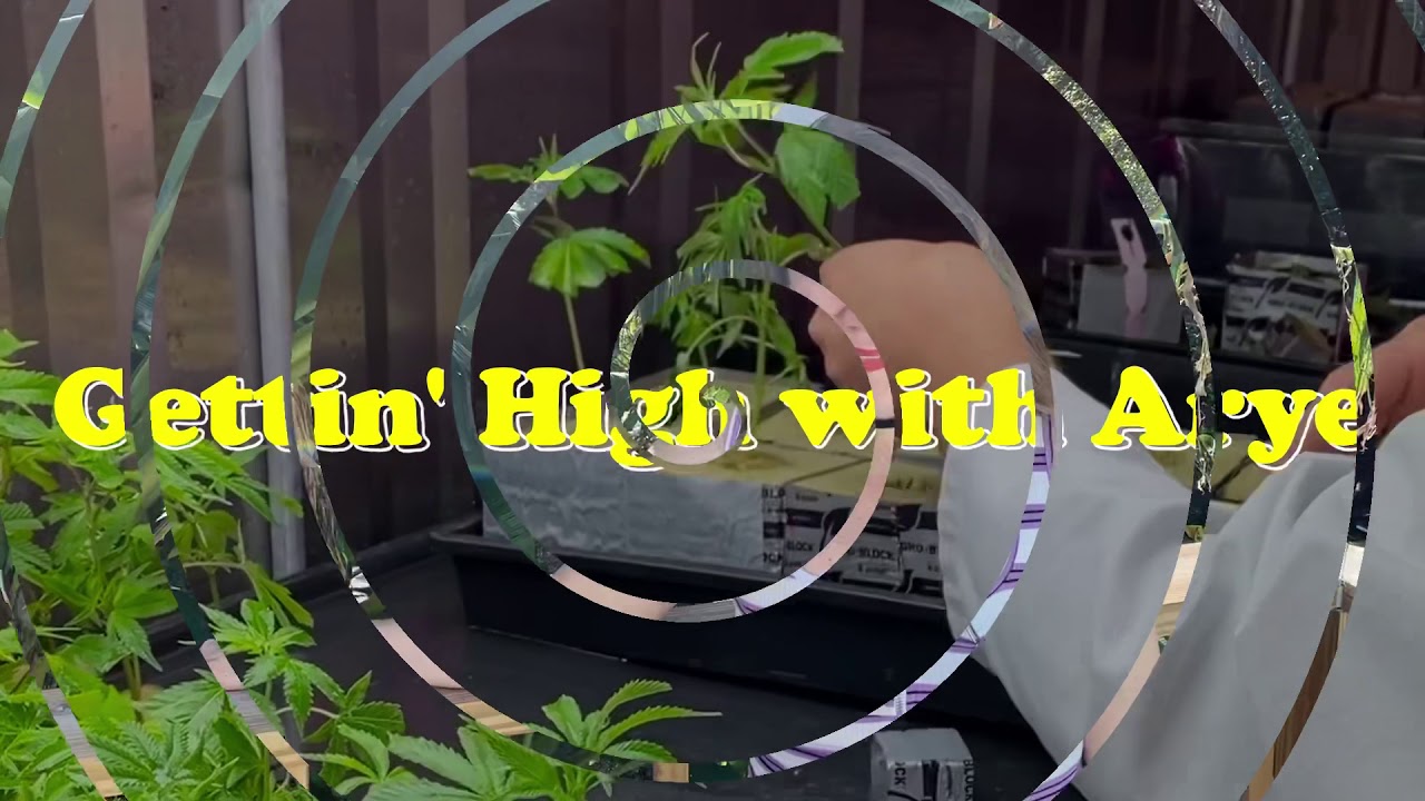 Cannabis lifecycle part 1 &ldquo;Cloning&rdquo;