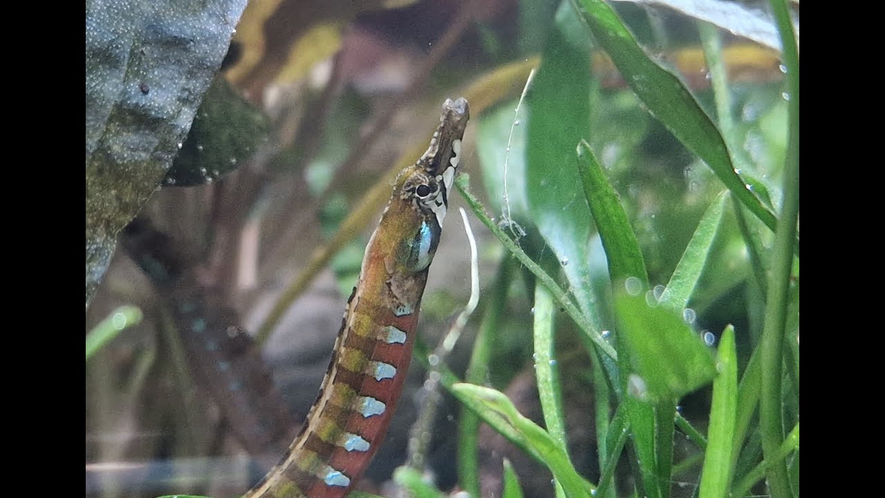 Enneacampus ansorgii colorful males and fry