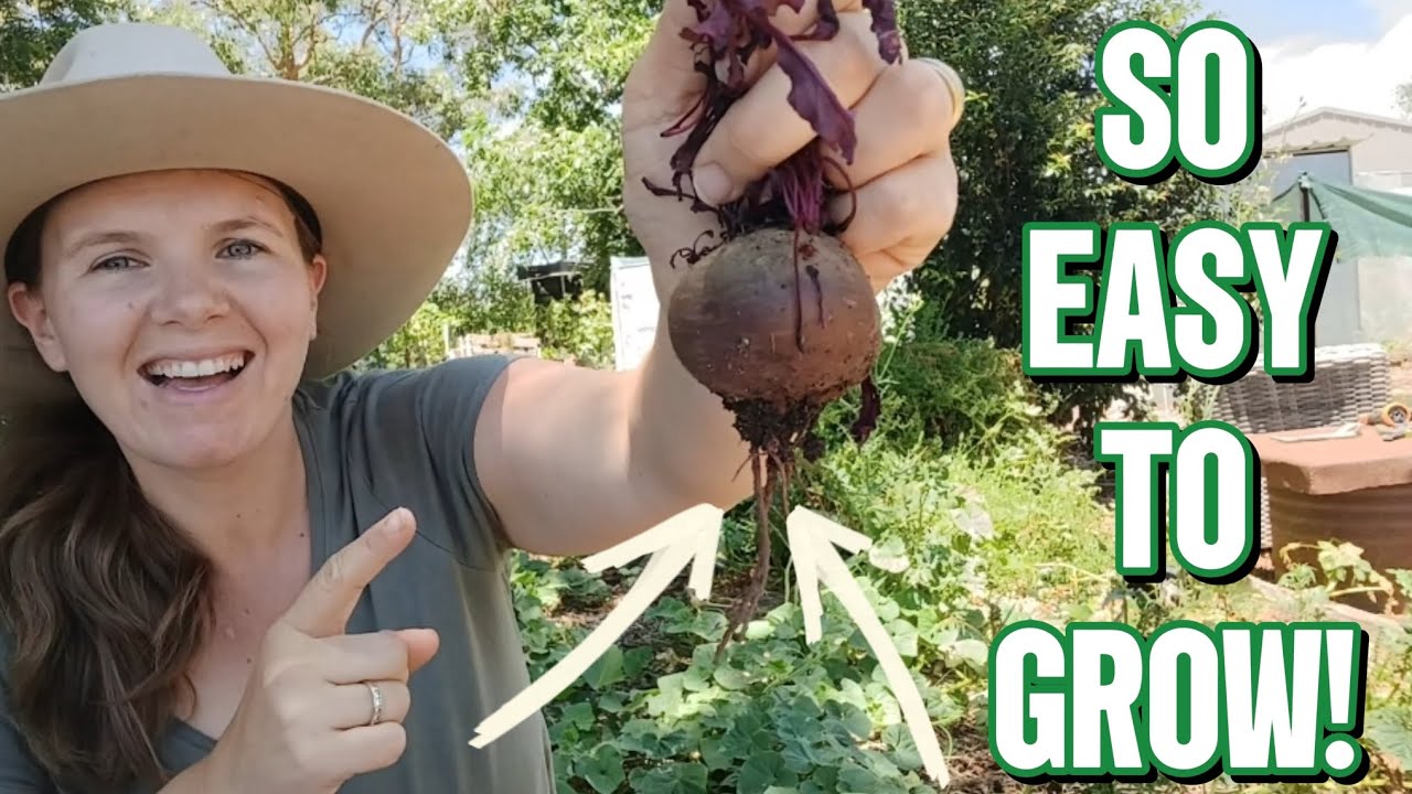Is this the EASIEST vegetable to grow in the garden? | Beetroot | Australian Homestead Garden