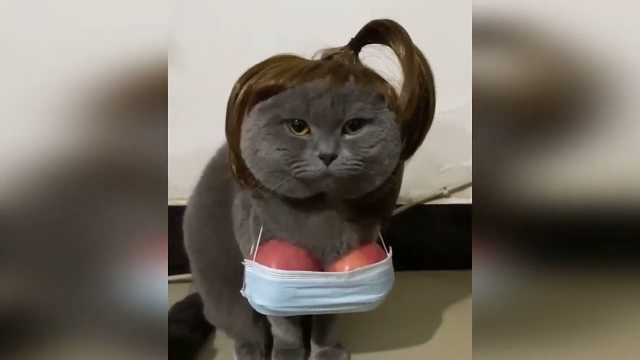 Hilarious Animal Videos - Funny Pet Moments #61