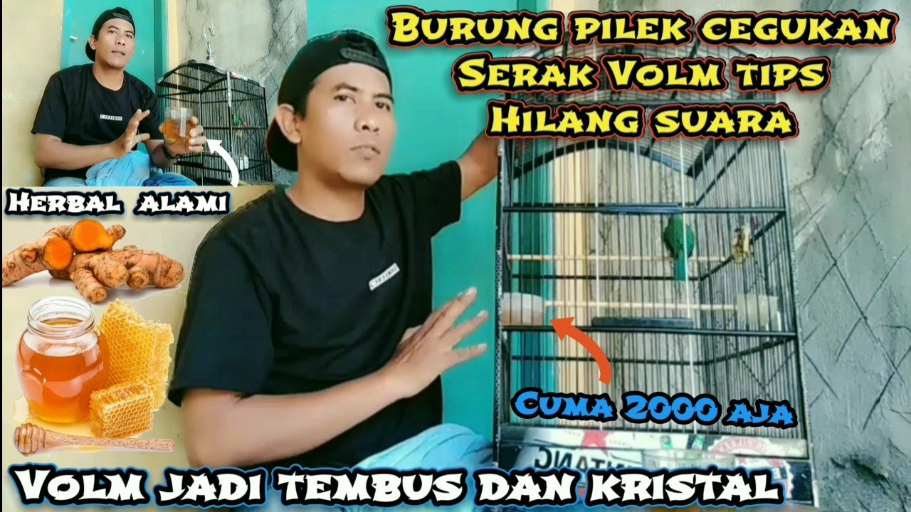 Mengatasi Cucak ijo Serak Volm tipis hilang suara‼️atasi burung pilek flu