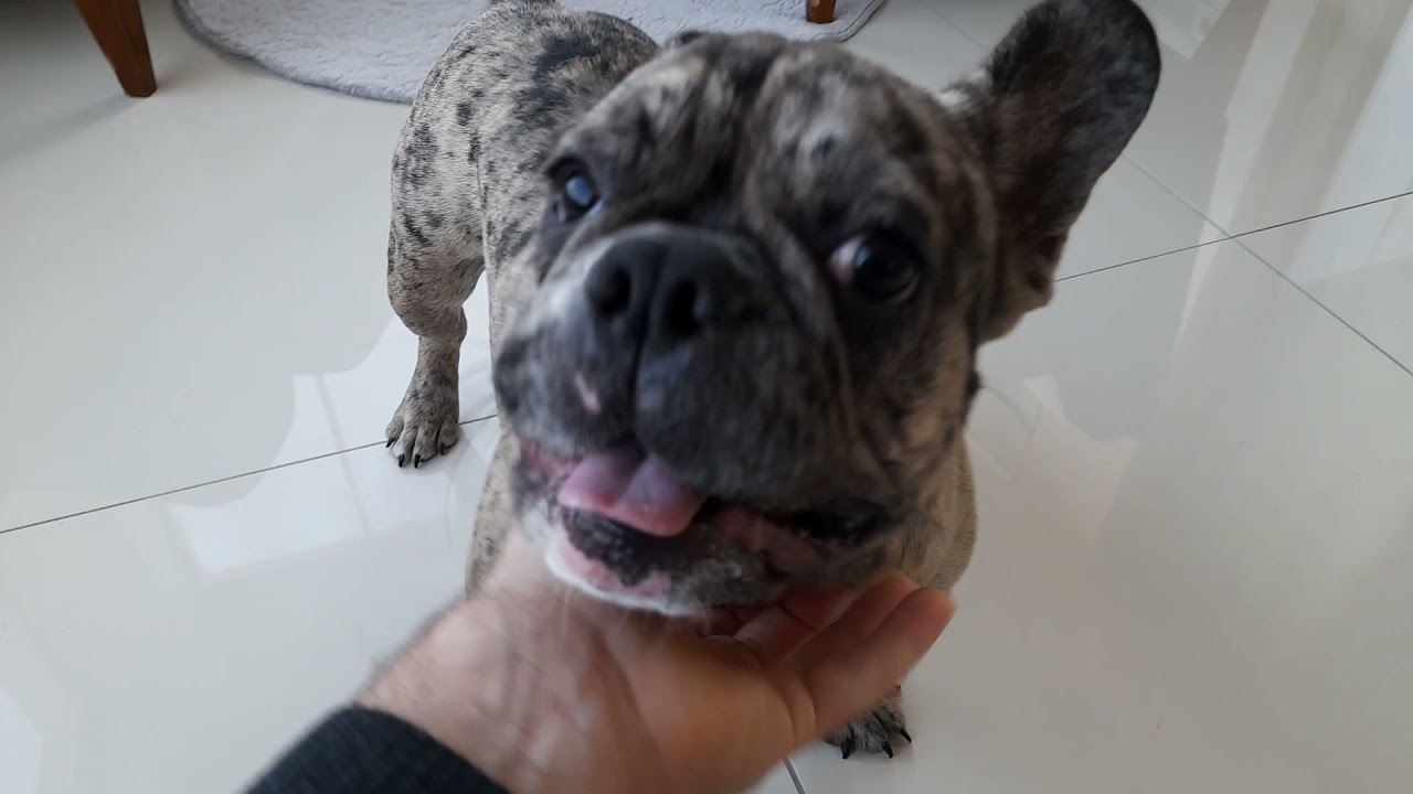Fransız Bulldog Merle 6 AYLIK Oldu . İlk defa dışarıya  çıktı.