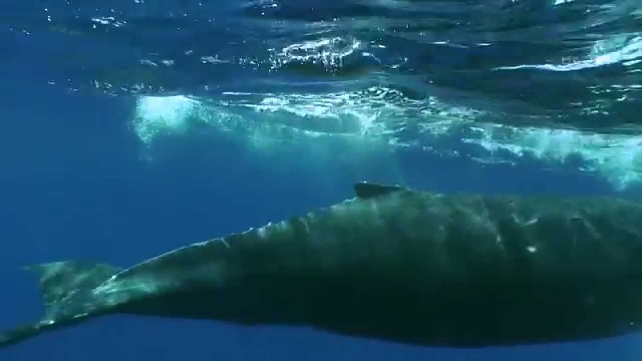 Earth Is Blue: How Do You Disentangle a Whale?