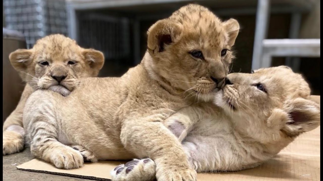 Names Revealed for Lion Cubs at Lincoln Park Zoo
