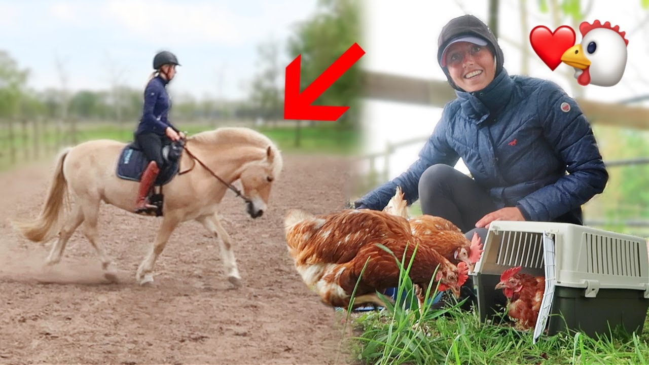 HOE KAN DIT?! 🤨 Kippen REDDEN van de SLACHT 🐓