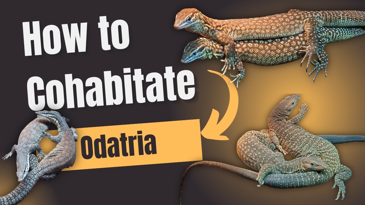 How to Cohabitate Odatria