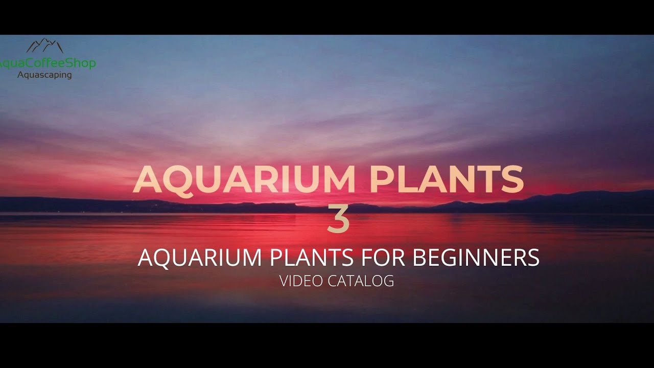 Aquarium Plants For Beginners | Plante de Acvariu Pentru Incepatori | 3 |English Subtitles