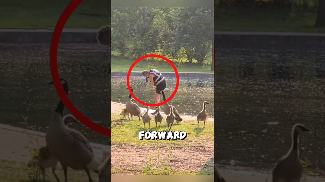 Woman&rsquo;s quick action saved a helpless goose ❤️ #rescue #goose