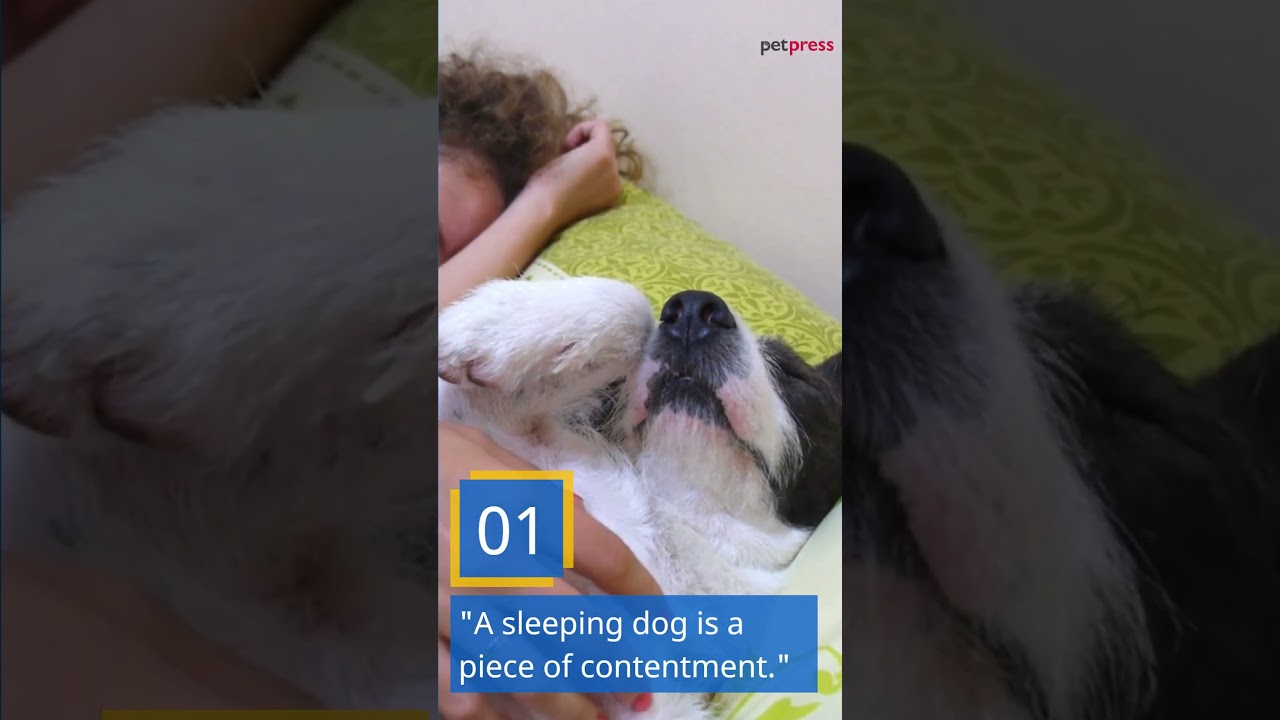 The Best Sleeping Dog Quotes - 5 Quotable Lines to Inspire You!
