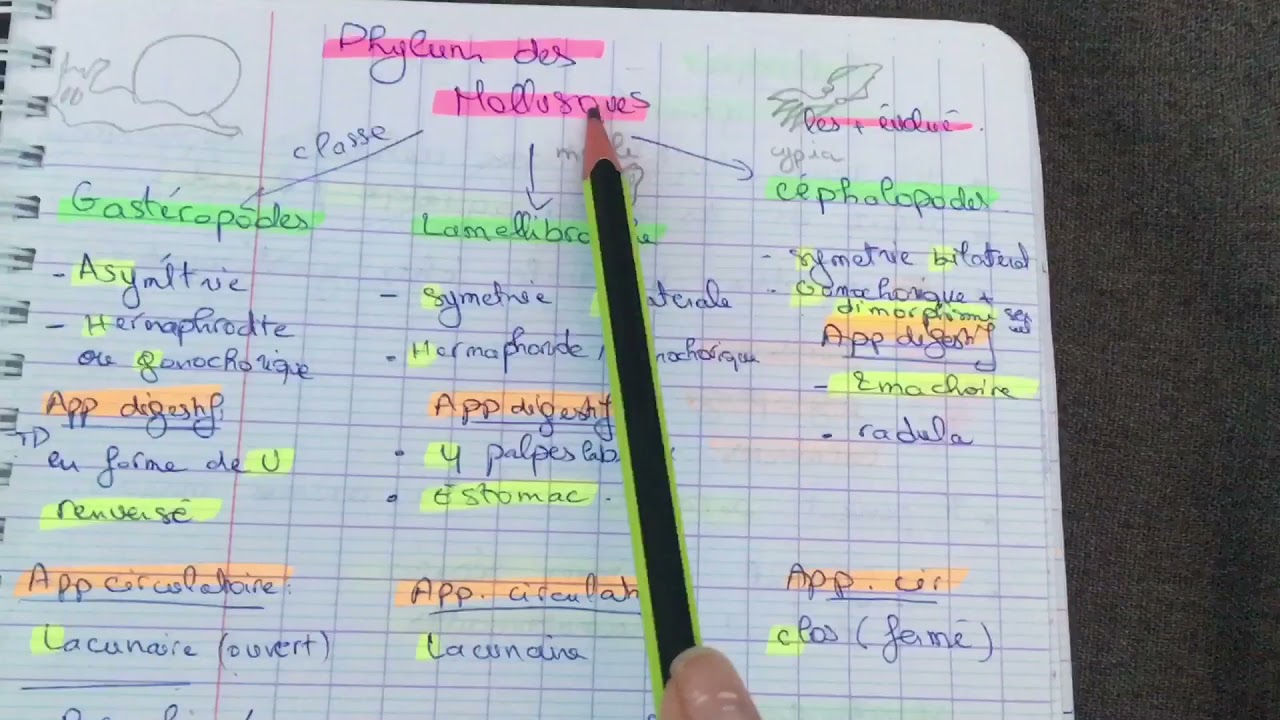 Zoologie L2 : Mollusques 🦪 🐌