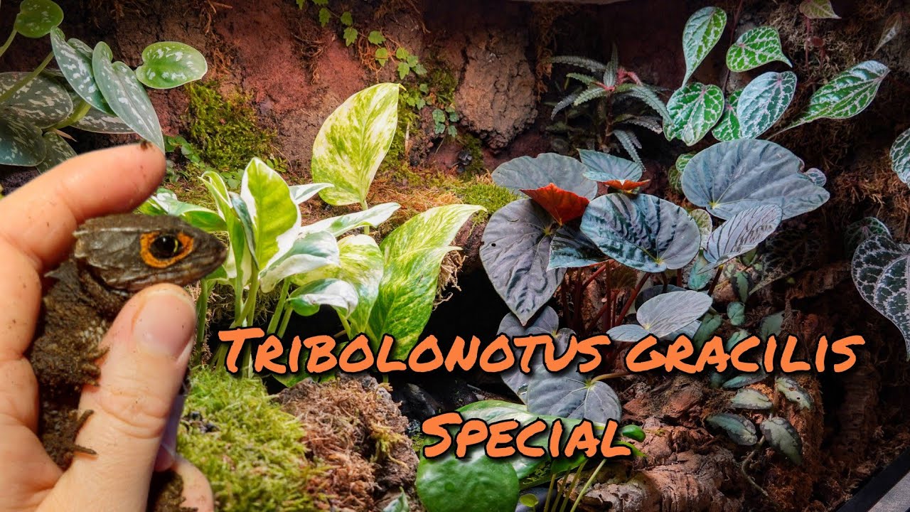 Tribolonotus gracilis special
