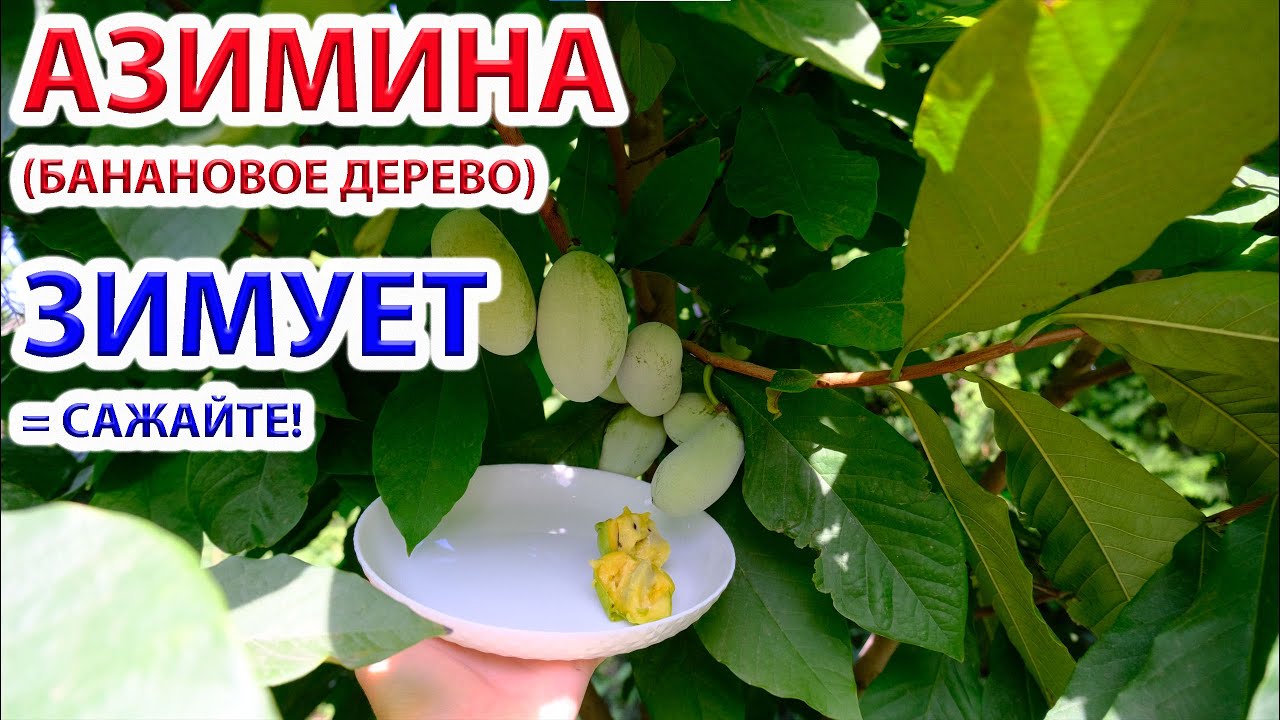 Азимина - банановое дерево растет, зимует и плодоносит