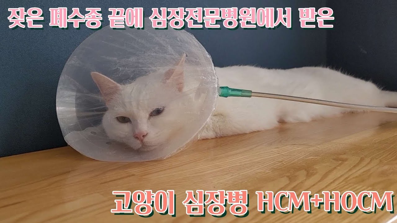 고양이 심장병 HCM + HOCM 심장전문병원에 다녀왔어요. 두 달간의 추적검사