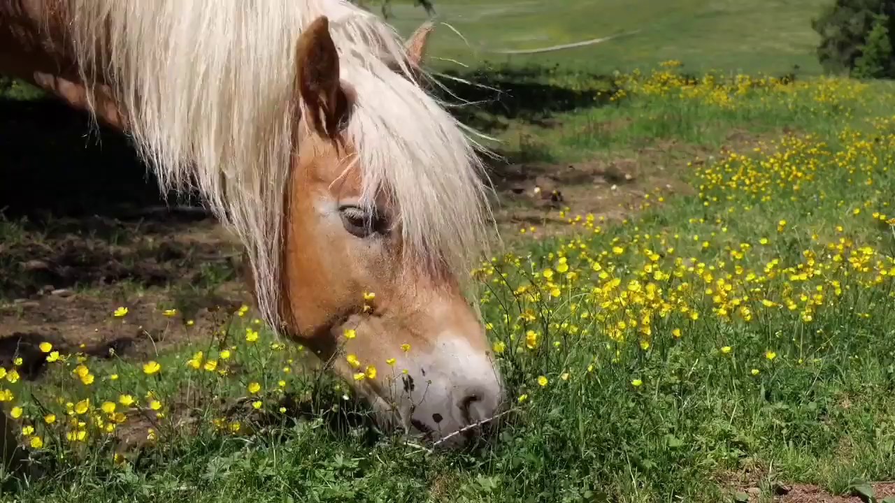 Love me like you do /Horse music video