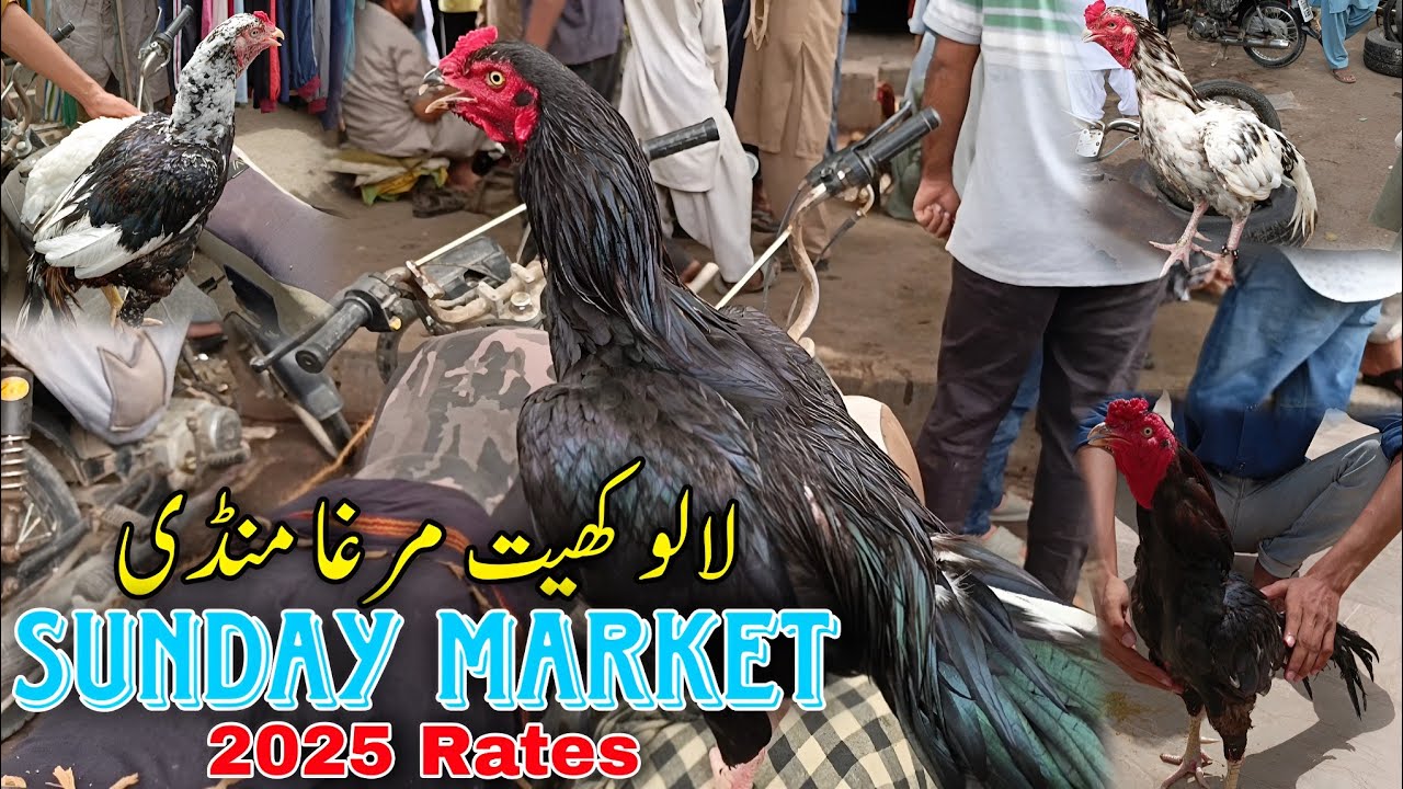 Lalukhet Murga Mandi | Sunday Market | 2025 Rates |