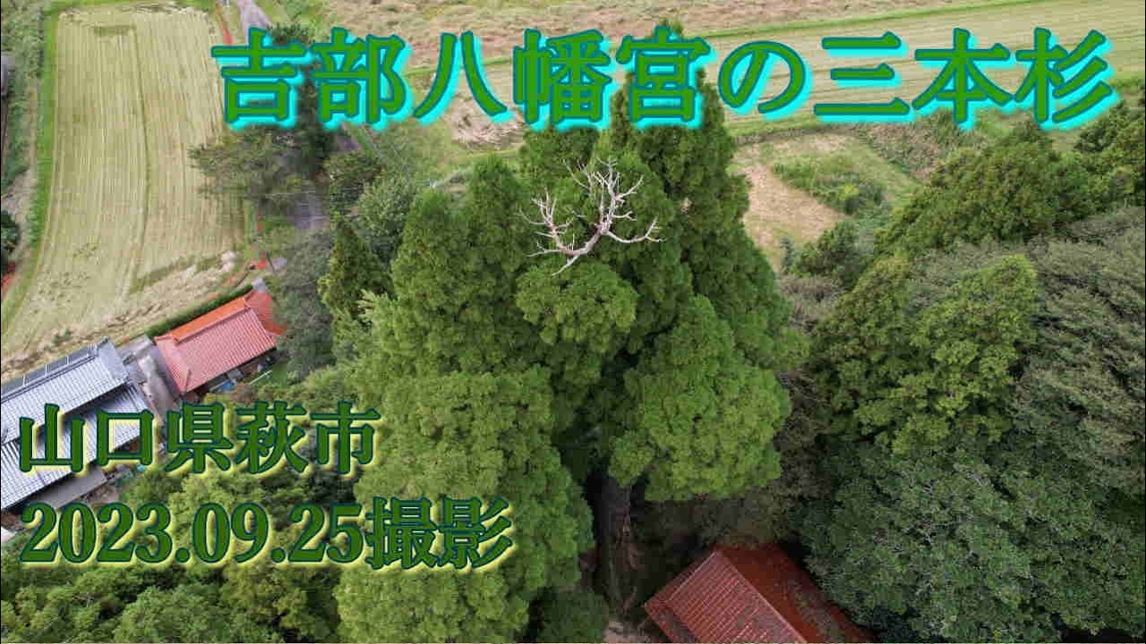 吉部八幡宮の3本スギ　ドローン撮影2023..09.25撮影