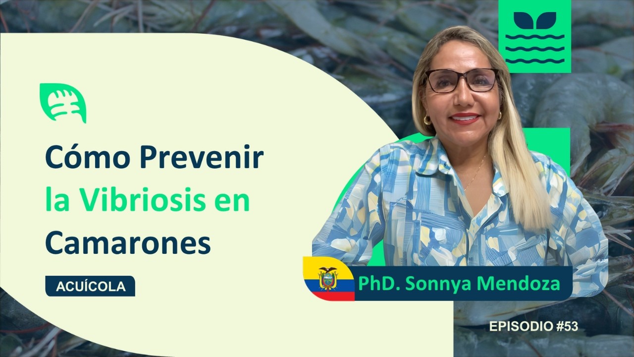 SONNYA MENDOZA: Cómo la VIBRIOSIS Impacta el Cultivo de Camarón y Cómo Prevenirla 🦐⚠