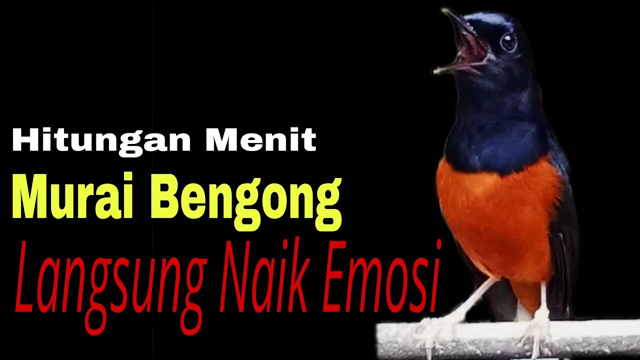 PANCINGAN MURAI BATU PALING AMPUH NAIKAN EMOSI SEKALI PUTAR SEMUA LANGSUNG BONGKAR ISIAN