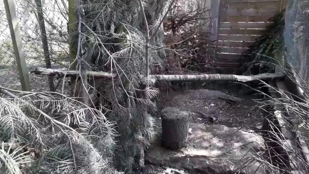 Bażant-mieszkaniec Raczkowej