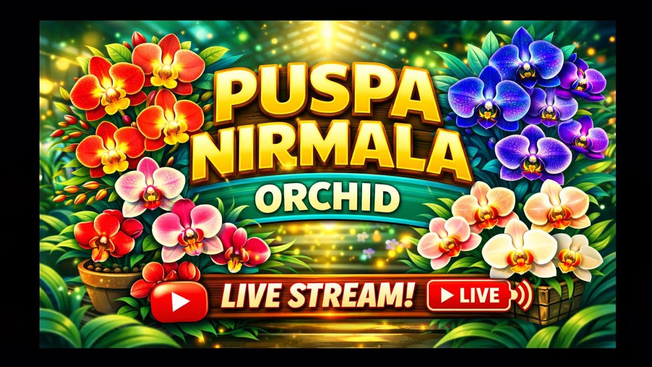 Puspa Nirmala Orchid sedang live sekarang!