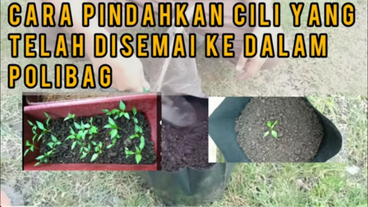 Cara tanam dan pindahkan anak cili bara ke dalam polibag menggunakan tanah hitam - Little kebun
