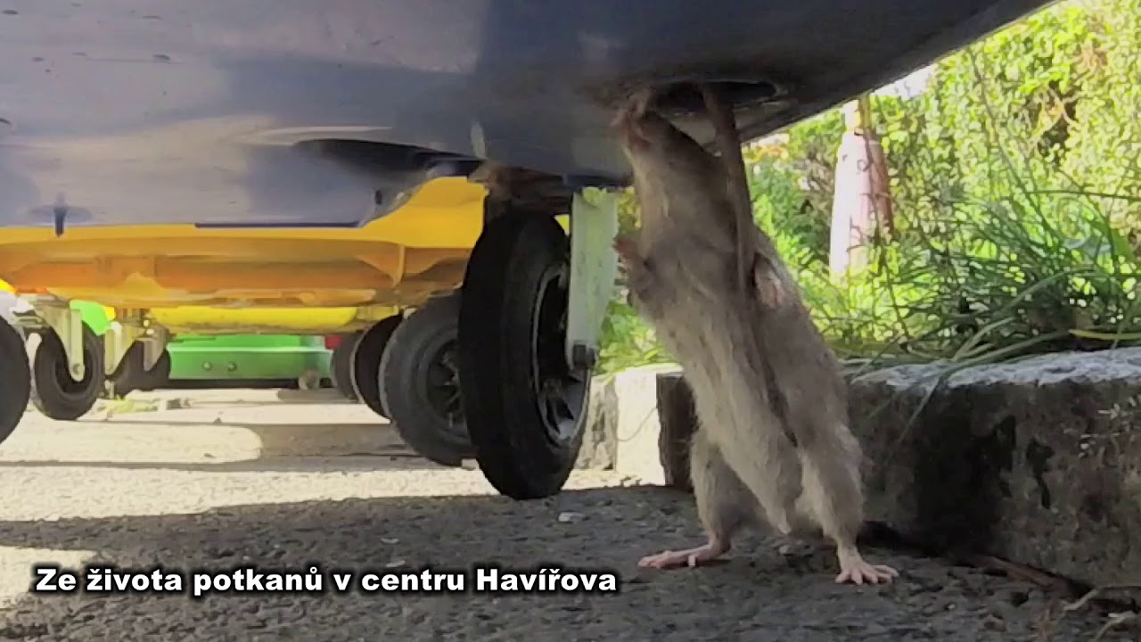 Ze života potkanů v centru Hav&iacute;řova