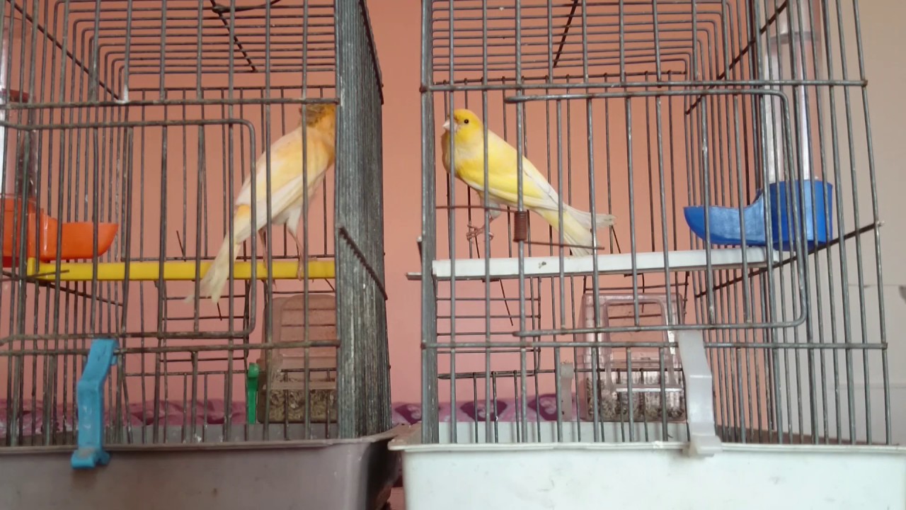 canaris batail cage a cage