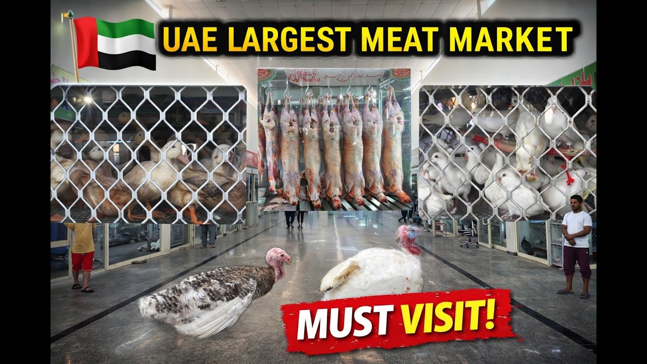 UAE's Largest Meat Market. #meatmarket #slaughterhouse #uaedubai #meatshop #largestmarketforhunting