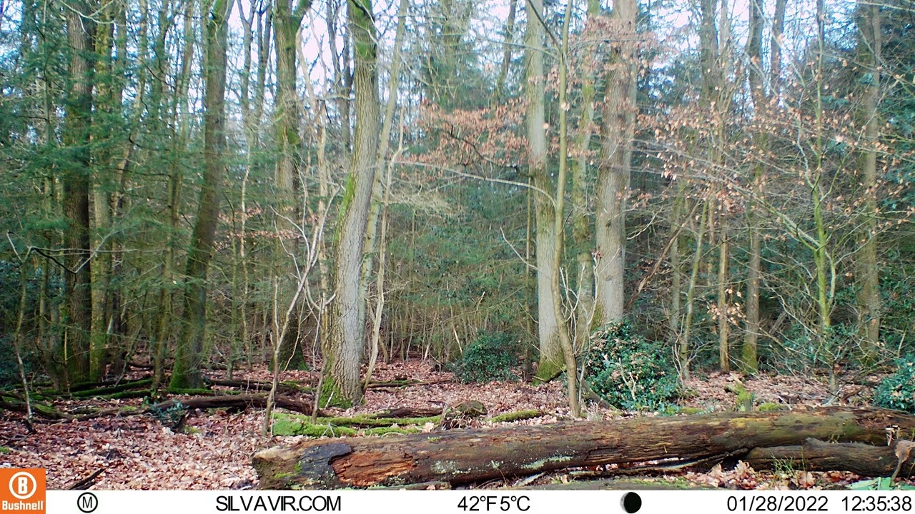 Test footage. Bushnell Core DS-4K No Glow.