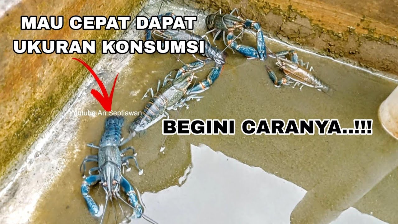 CARA CEPAT LOBSTER AIR TAWAR KE UKURAN KONSUMSI