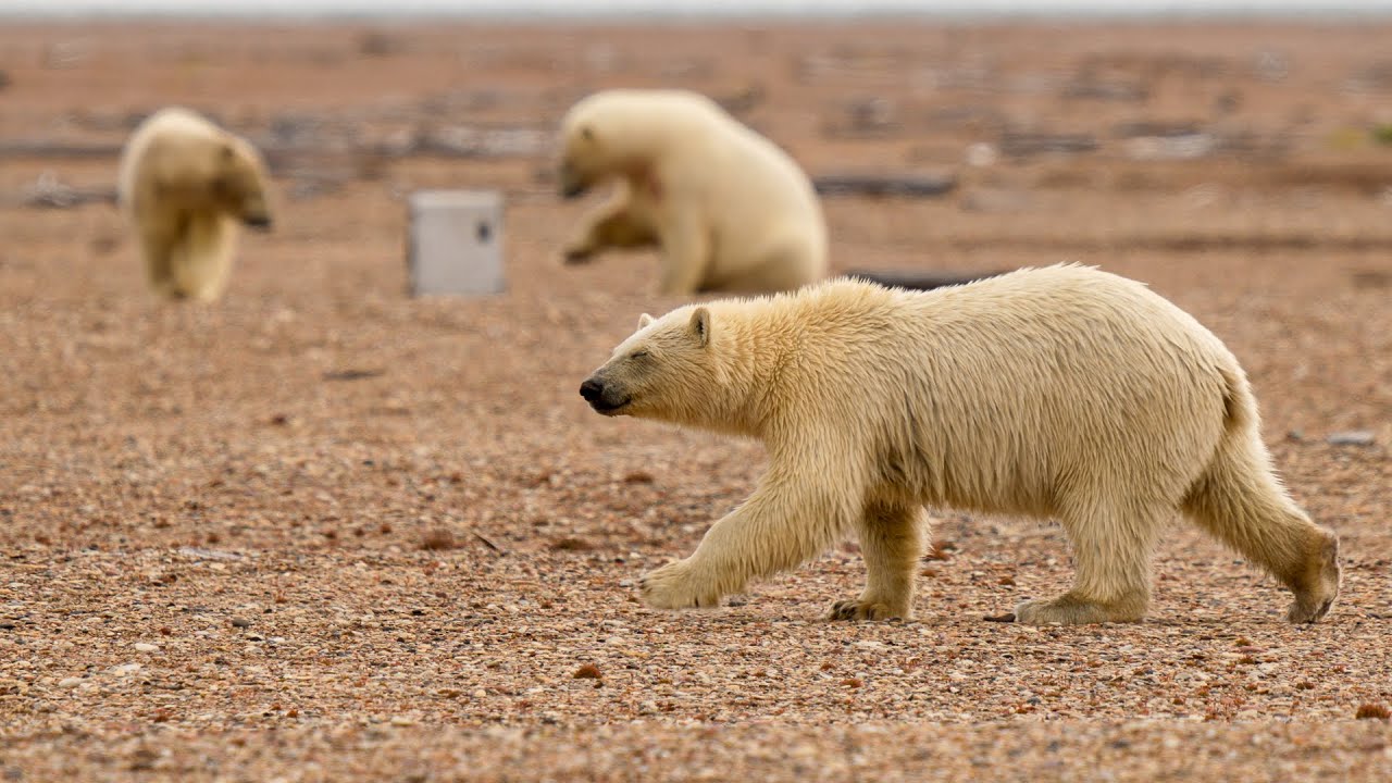 The polar bear and the bird scientist: George Divoky’s 50-year vigil
