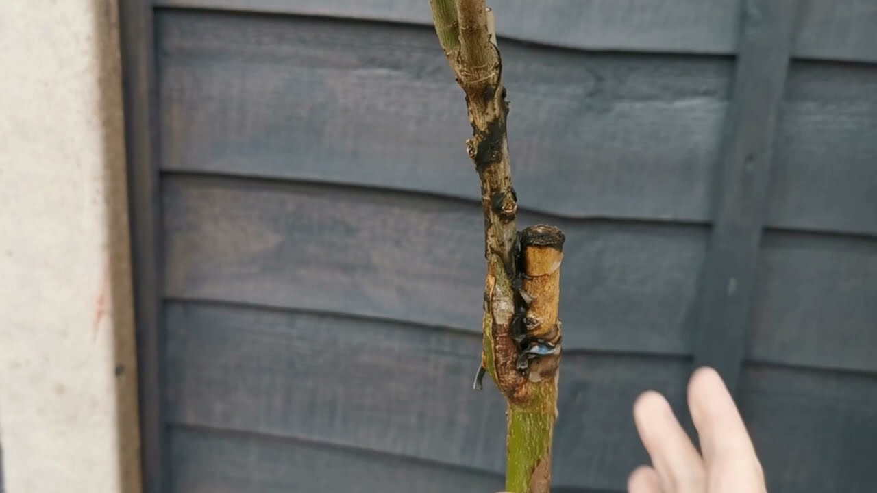 38. Salix Integra (Hakuro Nishiki) aka Flamingo Willow Dappled Willow Bonsai.