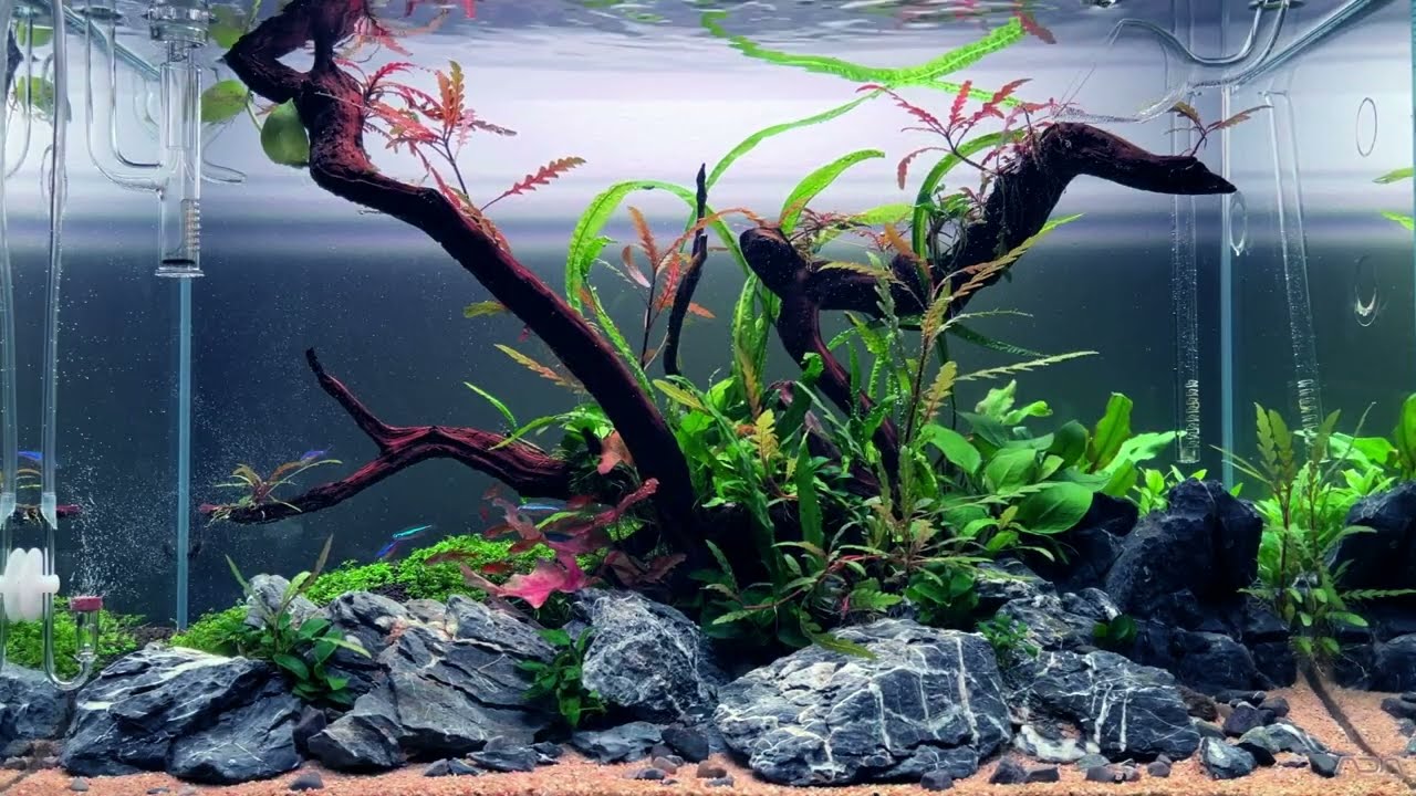 Nature Aquarium ADA 60P - 1 month old