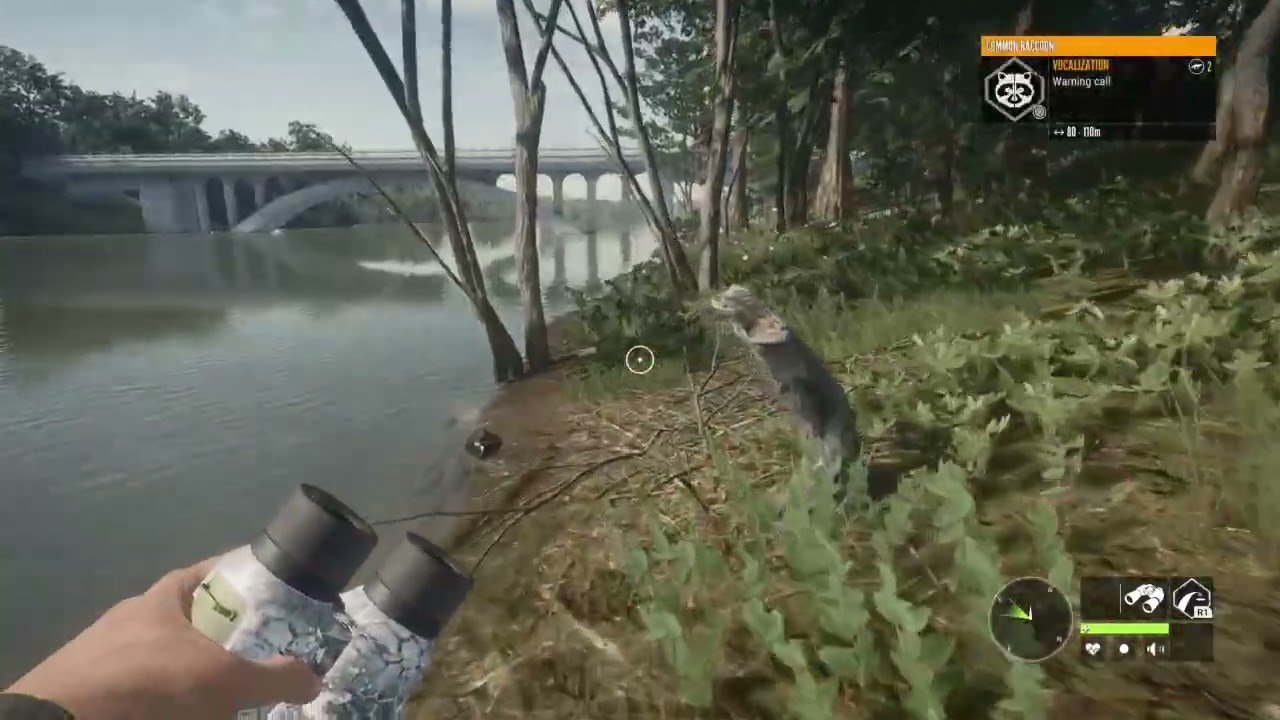 RARE ALBINO Whitetail deer in the hunter call of the wild