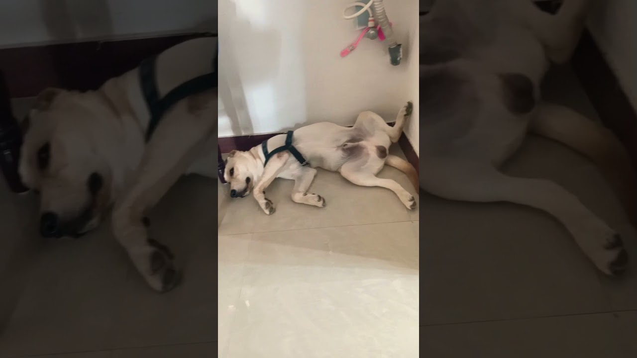 Maara Labrador cute video | Tamil Comedy video | Vadivel comedy | Labrador retriever video | #shorts