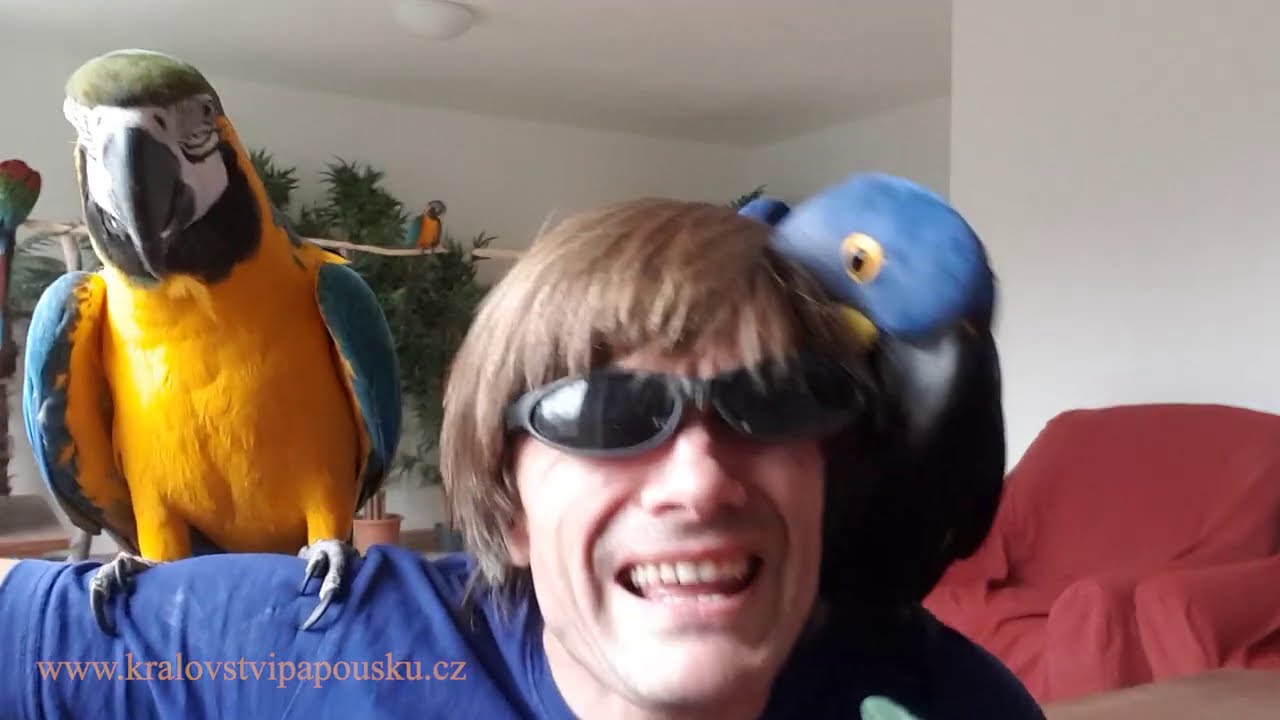 413 - Sc&eacute;nka - Pan Kukačka chce koupit aru - Pavel Klika ve dvojroli - 1. d&iacute;l a 2. d&iacute;l