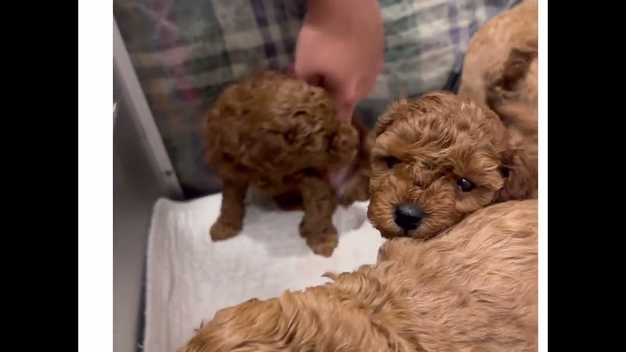 Peach & Toby's babies!