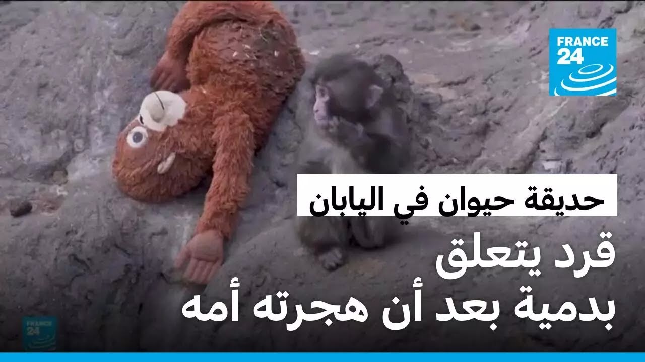 قرد يتعلق بدمية بعد أن هجرته أمه في حديقة حيوان باليابان