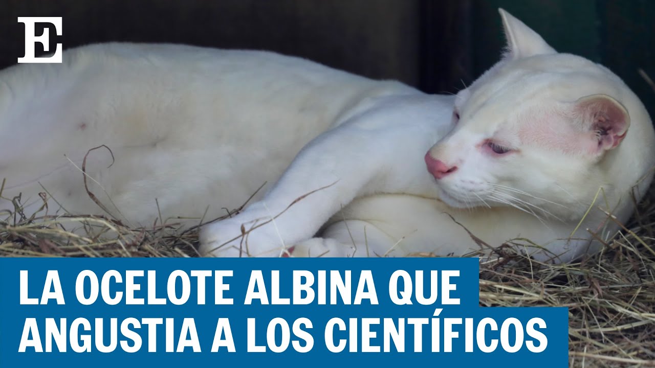 COLOMBIA | La primera ocelote albina del mundo se encuentra en Medellín