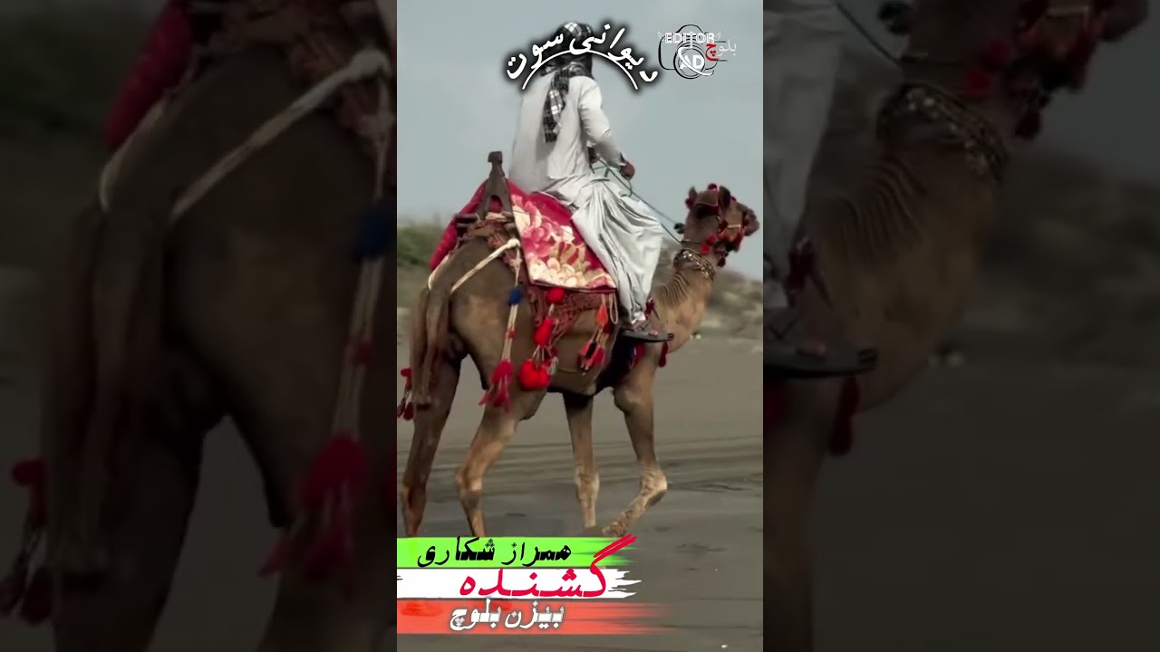 گشندہ بیزن بلوچ ،  پربند: همراز شکاری، دیوانی سوت 