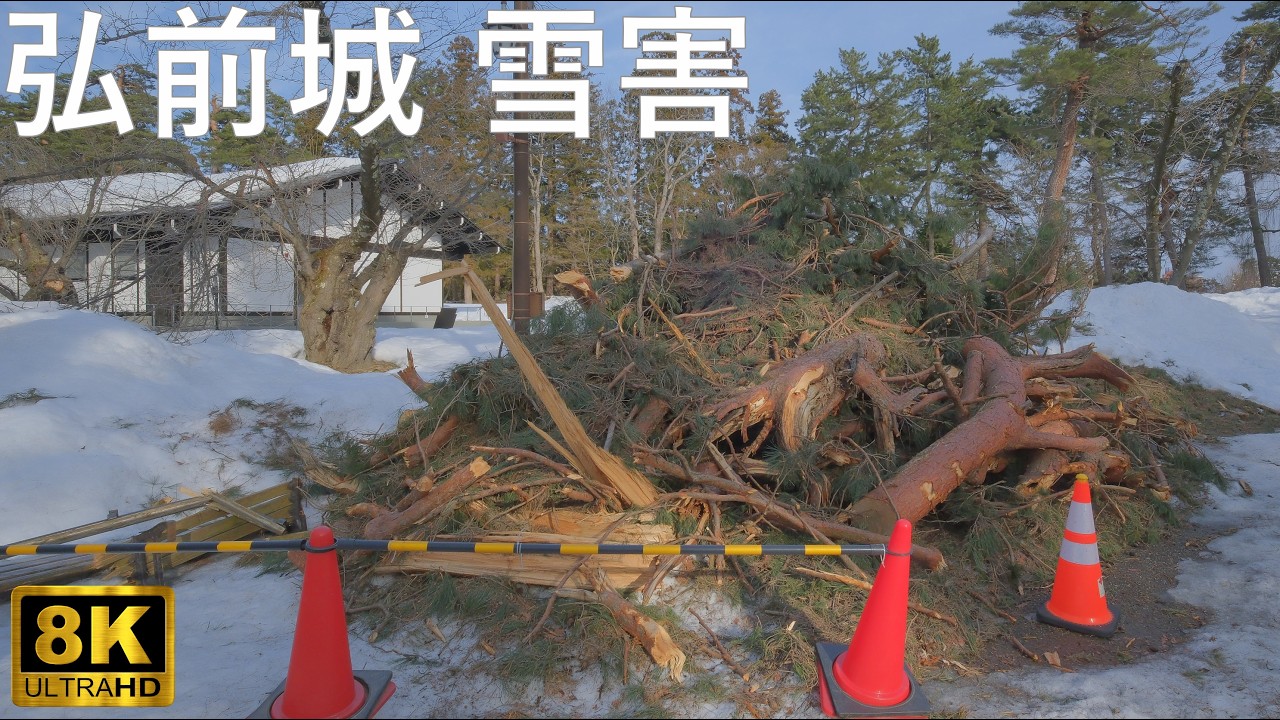 【雪害】大雪で折れた弘前城の桜たち【青森県弘前市】8K