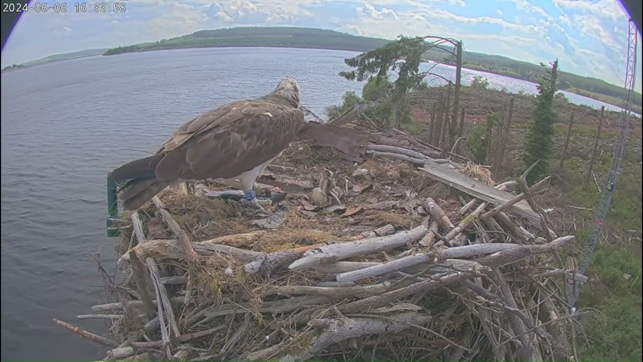 Llyn brenig osprey nest: 372 calling for fish LJ2 fish delivery and feeding chicks 2